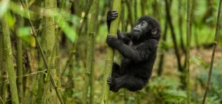 4 Days Uganda Gorilla Trekking & Lake Kivu tour