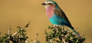 Bird watching in Tarangire national park