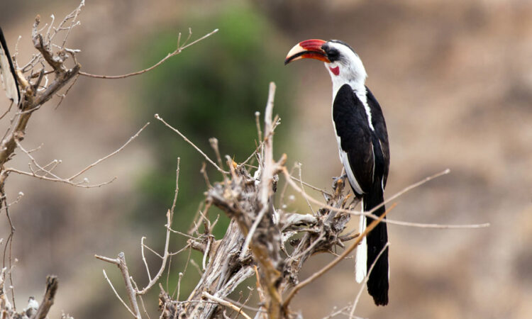 Birds of Tarangire National Park | Tanzania Wildlife Safaris