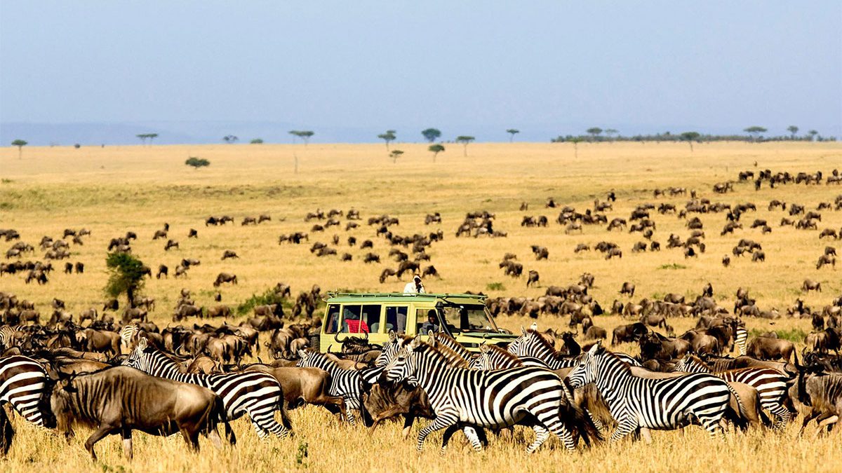 game drives in serengeti national park