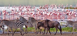Ngorongoro Crater Animals