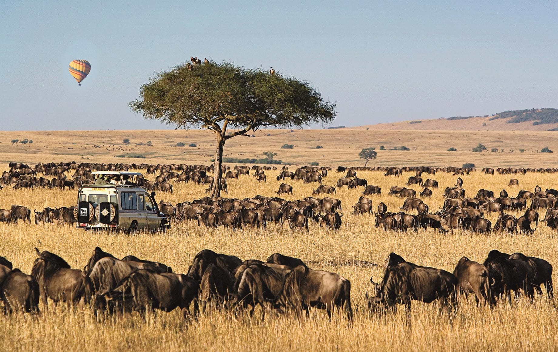 Wildebeest Migration In The Serengeti National Park