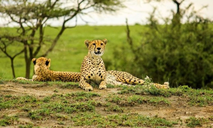 Top Tanzania Safaris from Arusha
