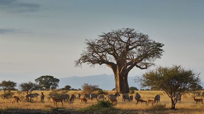 5 Day Tanzania Safari