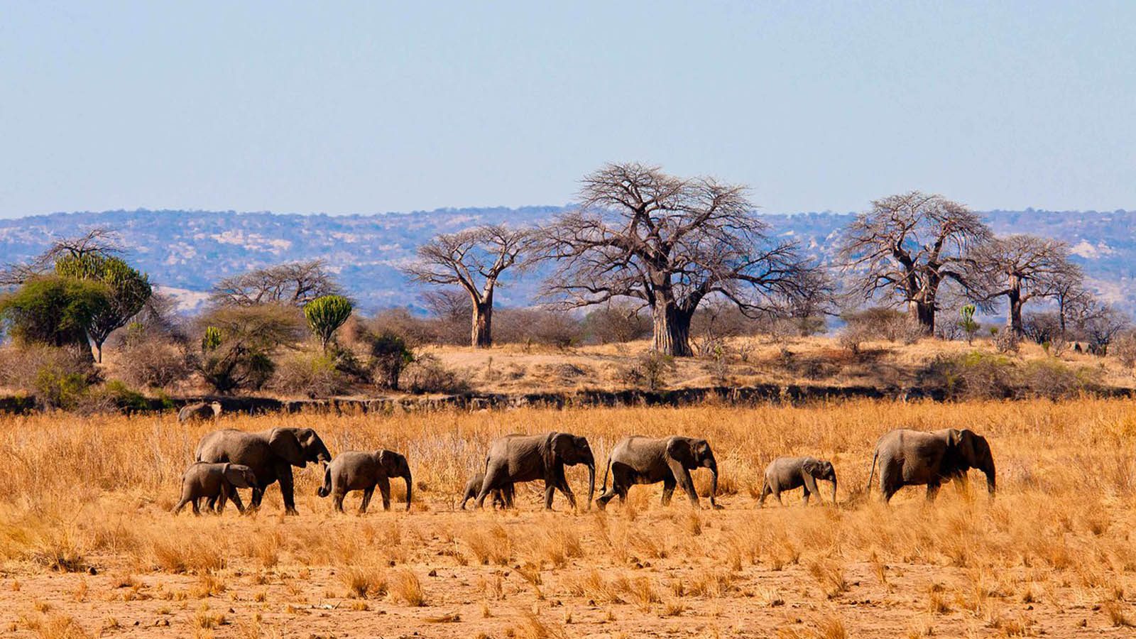 9 Days Tanzania Safari