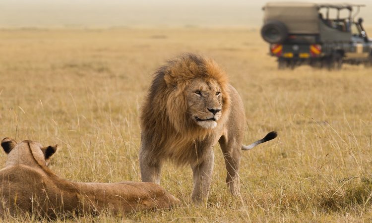 Is safari better in Kenya or Tanzania? | Tanzania Safaris Tours | Tanzania