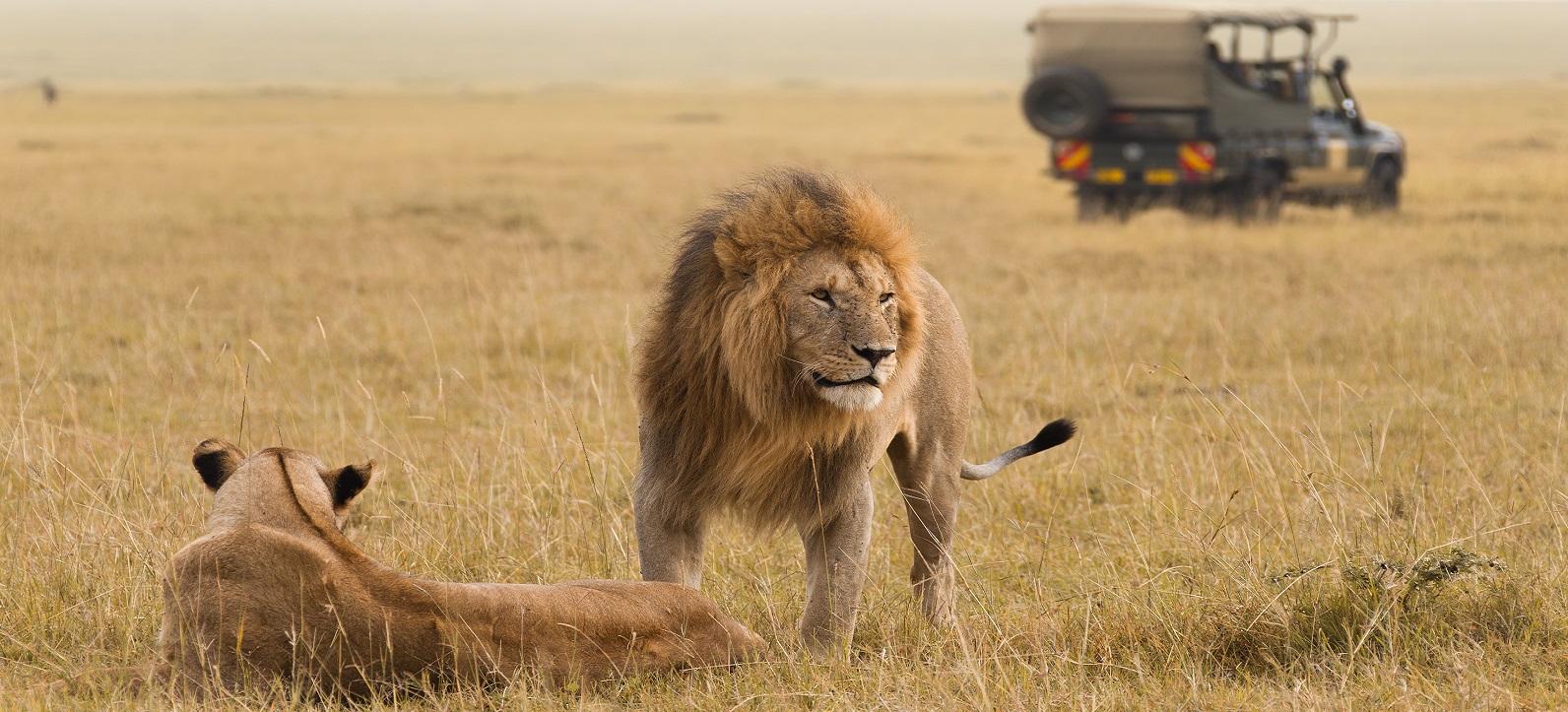 is safari better in kenya or tanzania