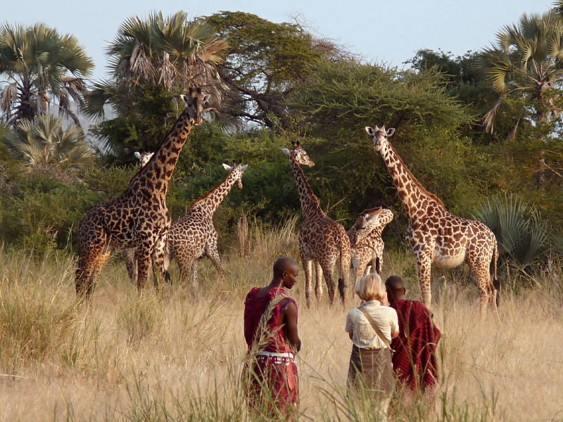 safari tansania tarangire