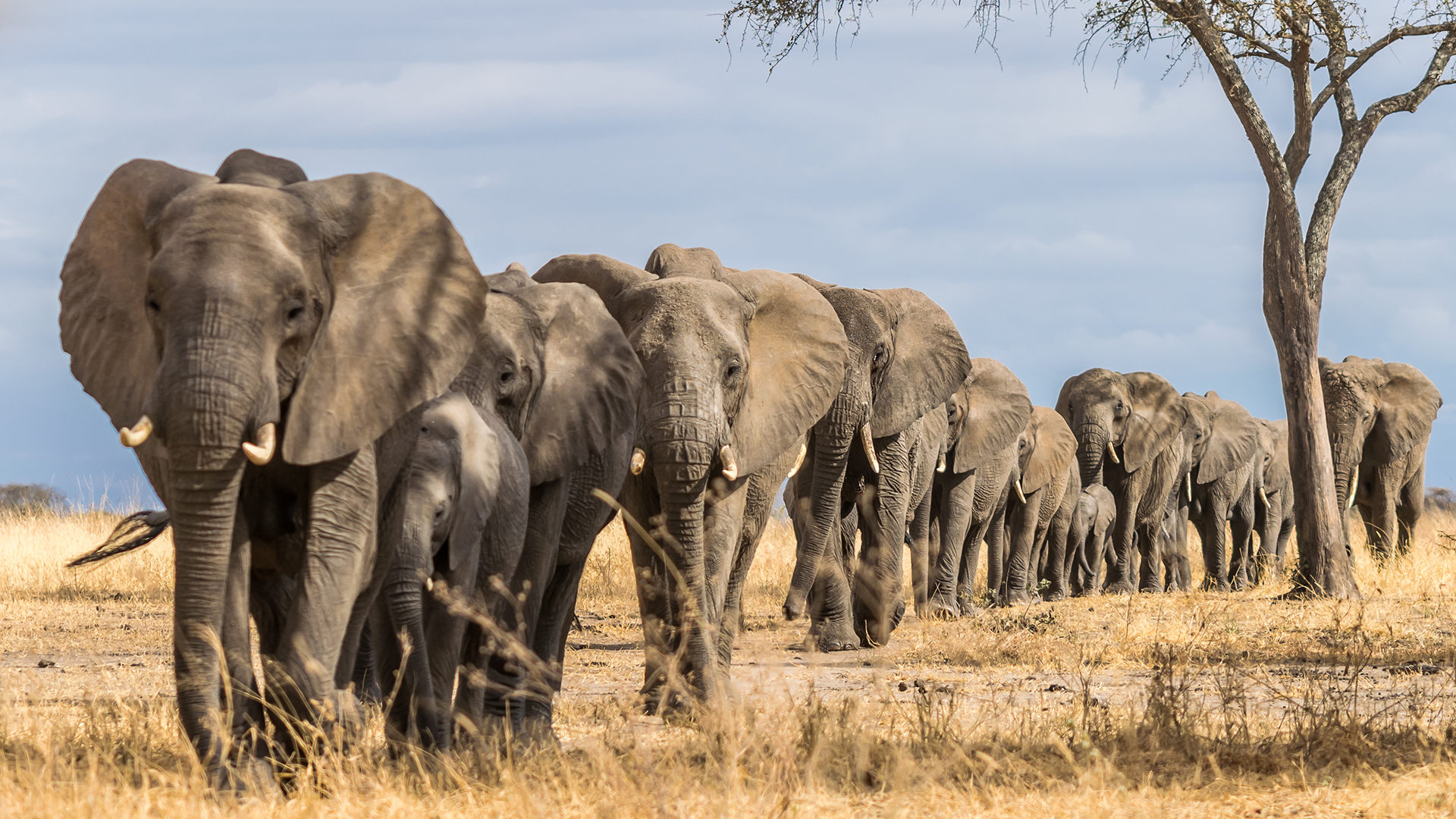 The best four places to see elephants in Tanzania