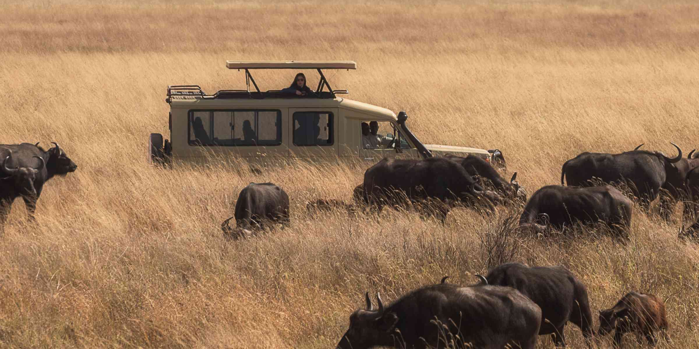 Top 5 Tips For Getting The Most Out Of Your Serengeti Game Drive